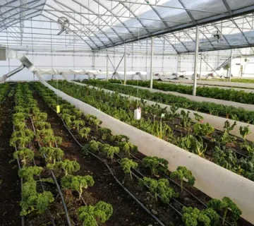greenhouse temperature control