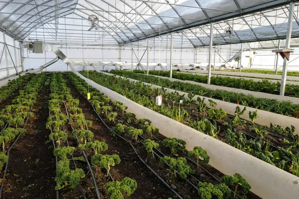 greenhouse temperature control